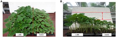 Bacillus amyloliquefaciens L-S60 Reforms the Rhizosphere Bacterial Community and Improves Growth Conditions in Cucumber Plug Seedling